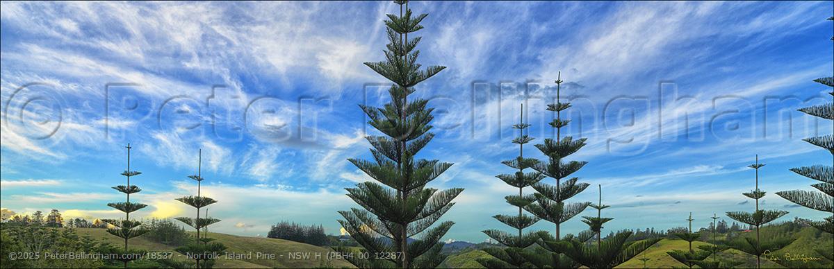 Peter Bellingham Photography Norfolk Island Pine - NSW H (PBH4 00 12287)